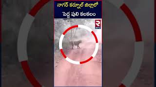 నాగర్ కర్నూల్ జిల్లాలో పెద్ద పులి  | Big Tiger Hulchul In Nagarkurnool | RTV