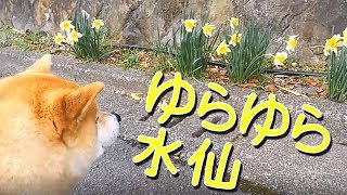 柴犬小次郎、揺れる水仙 daffodils dance