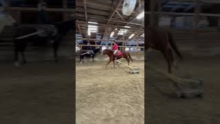 Lulu! Flat day so small jumps! #trend #horse #lulu #cute #fyp #viral #pony #shorts