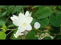 bauhinia acuminata