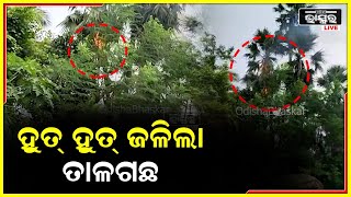 ବଜ୍ରପାତରେ ଜଳିଲା ତାଳ ଗଛ, ସଙ୍ଗେ ସଙ୍ଗେ ନିଆଁ କୁ ଆୟତ କଲା ଦମକଳ ବାହିନୀ I