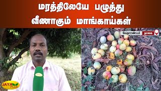 மரத்திலேயே பழுத்து வீணாகும் மாங்காய்கள் | Nagai | Mango Cultivation | Farmers Request