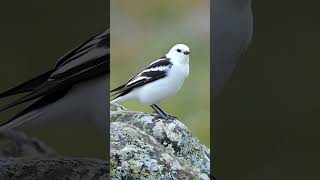 Snow Bunting Secrets Revealed in 2024