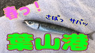 釣り動画ロマンを求めて 147釣目（葉山港)