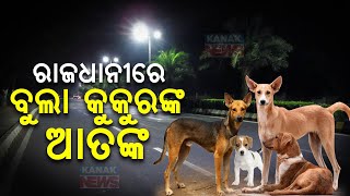 ରାଜଧାନୀରେ ବୁଲା କୁକୁରଙ୍କ ଆତଙ୍କ | Street Dogs Causing Trouble For Commuters In Bhubaneswar