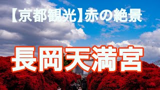 赤の絶景長岡天満宮（八条ヶ池）のキリシマツツジ