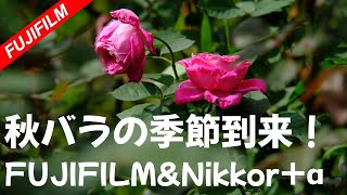 【FUJIFILM】旧古河庭園の秋バラをオールドレンズで撮る【Nikon】