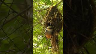 Silver-Breasted Broadbill feeding chick || Kaeng Krachan | Thailand #wildlifephotoghraphy  #birds