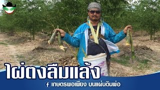 ศิวะ ศรีแก้ว l ไผ่ตงลืมแล้ง ไต้หวัน - เกษตรพอเพียงบนแผ่นดินพ่อ