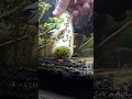 cucumber 🥒 snail attractor for the win! #shorts #snail #viral #aquarium #pets #trap #foryou