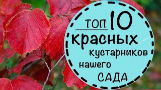 Самые красивые кустарники осени в нашем саду. Топ 10 кустарников с краской листвой.