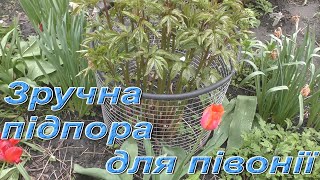 Підпора для півонії - просто та зручно