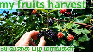 Fruits harvest | water apple | star fruit | cherry | mulberry | guava|papaya | art of farming