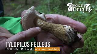 Conoscere i Funghi - Tylopilus felleus