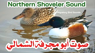 صوت أبو مجرفة الشمالي || Northern Shoveler Sound