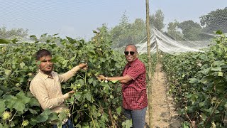 তুলা চাষ(Cotton Cultivation)-কৃষিতে নতুন সম্ভাবনা।কম পুজিতে কৃষকের ভাগ্যের পরিবর্তন