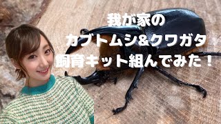 我が家の今年のカブトムシとクワガタ事情！大きな虫かごに飼育キット組んだよ！