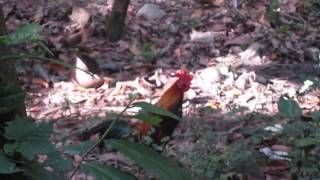 ไก่ป่าขัน Jungle fowl Thailand