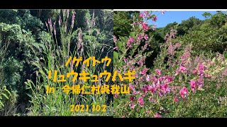 ノゲイトウ（野鶏頭）+リュウキュウハギ　in　今帰仁村呉我山　2021 10 2