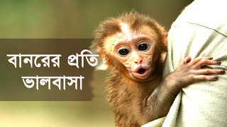 যদি বানর ভালোবাসেন তাহলে ভিডিওটি দেখুন! Life of Monkey!!