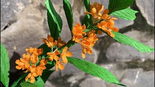 ABC TV | How To Make Sweet Osmanthus Flower With Crepe Paper - Craft Tutorial