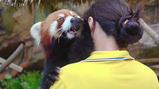 【小熊猫米糕】米糕在非羊怀里吃东西, 好温馨啊( red panda Migao eats in the breeder's arms)