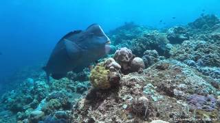 Feeding humphead parrotfish