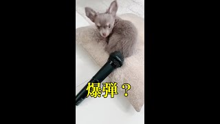 自分のオナラに驚くワンコに大笑い　#shorts #ペット #犬