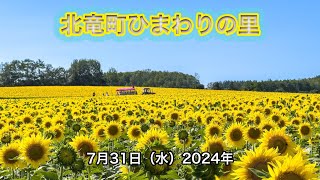 7月31日（水）2024年・ひまわりの里開花状況：満開！見頃！感激して自然と涙あふれる瞬間！