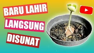 PROGRAM AKAR ASAM JAWA (TAMARINDUS INDICA) DARI MULAI BIJI || KECAMBAH UNTUK BAHAN BONSAI !!!!