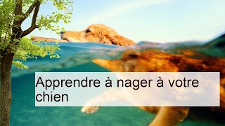 Apprendre à nager à votre chien | L'éducation du chien | Chiens