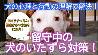 留守中の犬のいたずら対策！犬の心理と行動の理解で解決！スピリチャルな観点からの方法もご紹介！