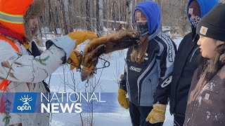 Young people taking to the land to learn the finer points of trapping in Alberta | APTN News