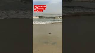 കടല് കാണാൻ പോയാൽ ഇതൊക്കെയാണ് മക്കളെ വൈബ്