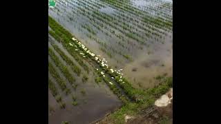 Beautiful Canada Rice 🌾 Farming Nature Scene