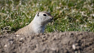 It's not a Gopher, or a Prairie Dog, it's a Richardson's Ground Squirrel