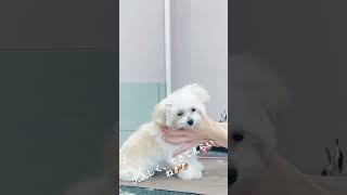 初トリミング #かわいい犬 #子犬 #しつけ #といぷーどる #ペット動画 #マルチーズ #マルチーズミックス #まるぷー #ミックス #こいぬのいる暮らし #どうぶつの森 #トリミング #家族