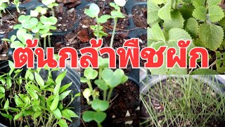 อัปเดตต้นกล้าพืชผัก ผักสวนครัว ปลูกผักกินเอง จินตนาปลูกผัก Chintana Garden