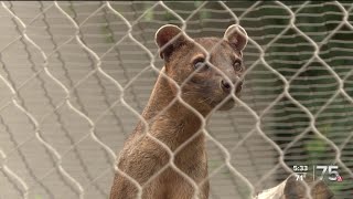 Zach at the Zoo: The Fossa