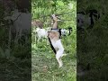 City of Toronto deploying goats to combat invasive plants.