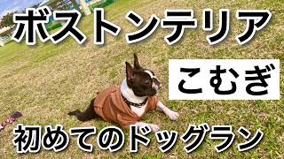 【ボストンテリア】こむぎ、初めてのドッグラン