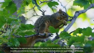 Learn about the eastern fox squirrel in Utah on Squirrel Appreciation Day
