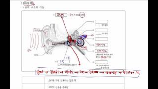 [중3] [4단원 자극과 반응] (3) 귀(청각)의 구조와 기능