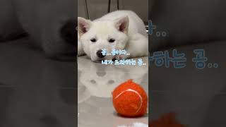 졸린 강아지에게 공을 줘봤을 때 반응 🐾 #진돗개 #아기진돗개 #3개월강아지 #아기강아지