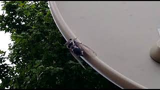 mating calls of a male cicada with his abdomen movements sound of nature, The colour palette