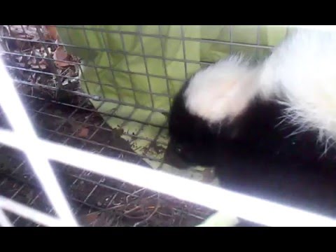 Catching and releasing a skunk in a Havahart trap #1 Catching and releasing a skunk in a Havahart trap #1