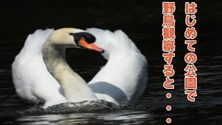 初めての公園で野鳥観察【コブハクチョウ】【アメリカヒドリ】