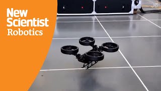 Animal-inspired robot transforms to roll, crawl, walk and fly across terrain