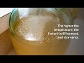 Ginger Beer Recipe in 10 STEPS | How To Make Ginger Beer  » HomeBrewAdvice.com