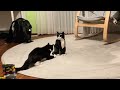 tuxedo cat vs. lego tuxedo cat